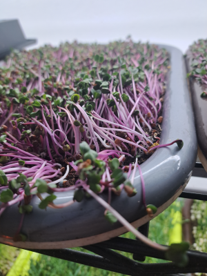 suchy substrat microgreens